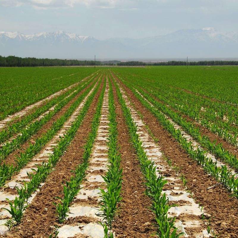 Recruiting agents and franchisees nationwide for agricultural mulch films, greenhouse films, watermelon film, strawberry film, and grape film