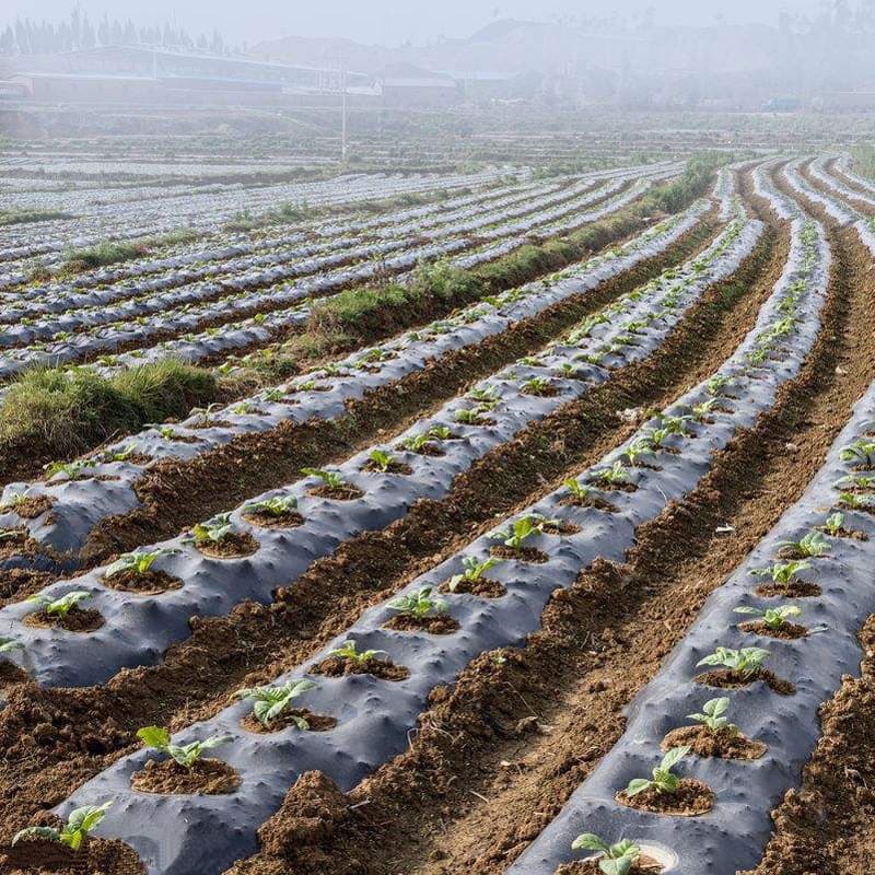 We are looking for agents to join agricultural mulch film, multifunctional greenhouse film, watermelon film, uve film, strawberry film