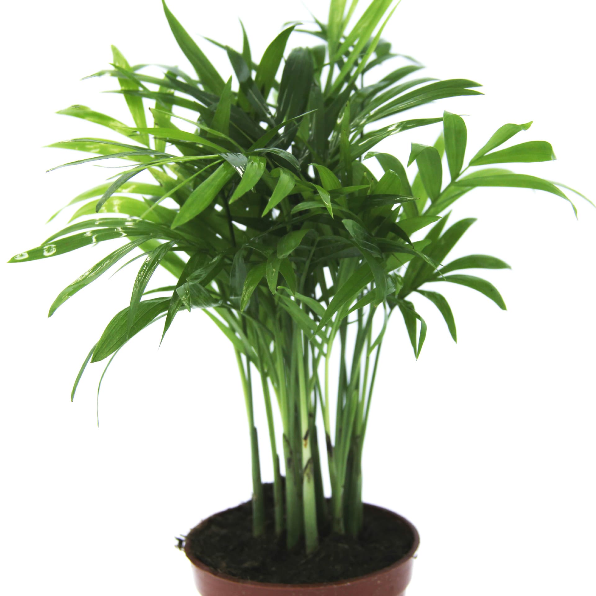 Indoor Creative Green Plants and Flower Pots, Evergreen Plants, Micro-Landscape Background Plants, Mini Potted Plants
