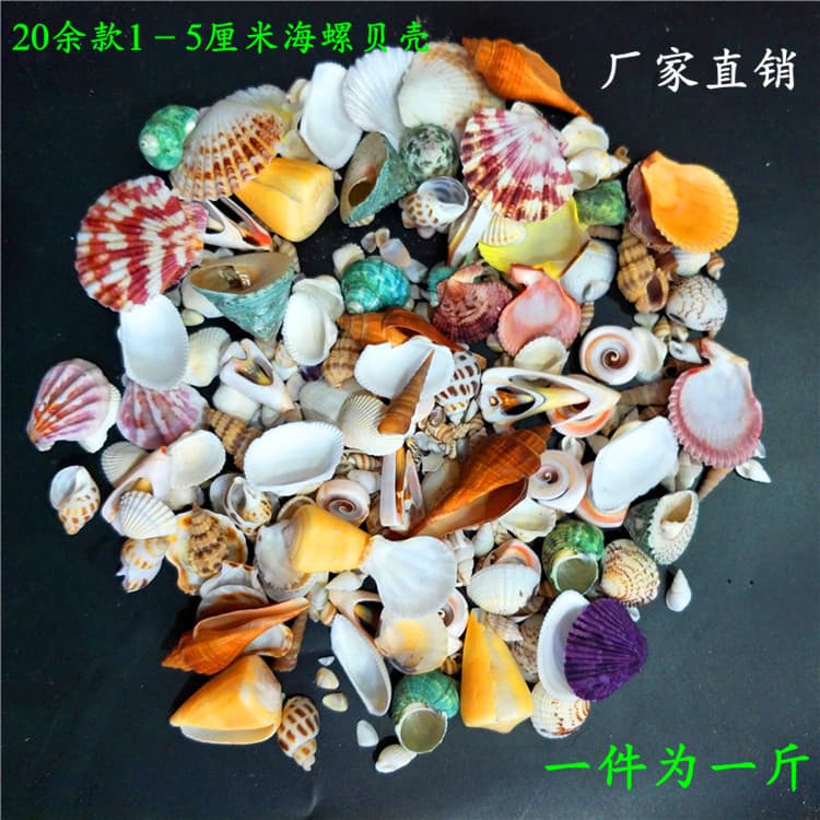 Factory direct sales of natural shells, conches, small starfish, fish tank landscaping handmade accessories, micro-landscape supplies, shells