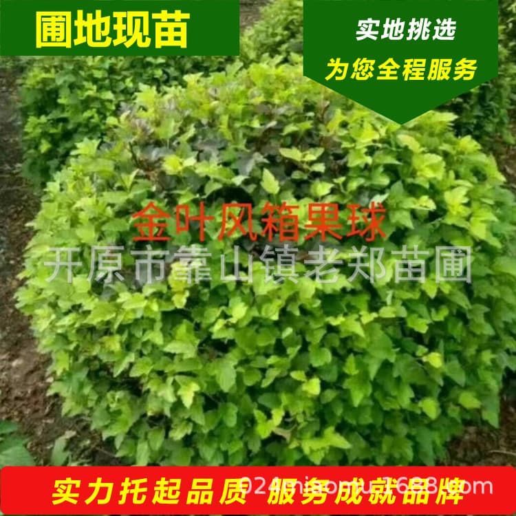 Goldleaf Ninebark shrubs, nutrient cup seedlings for green hedges in Northeast China