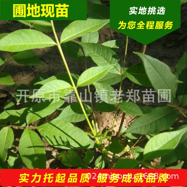 Phellodendron amurense seedlings, Phellodendron chinense saplings, sizes available throughout Northeast China, seeds and seedlings for engineering projects, street trees.