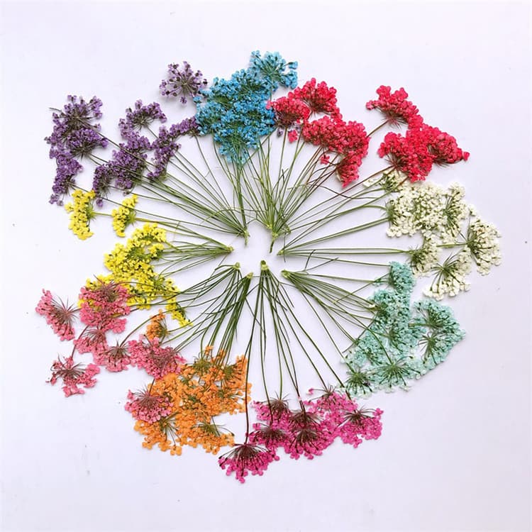 Lace Flower Multi-Head Pressed Plant Specimen DIY Dried Flower Phone Case Craft for Children