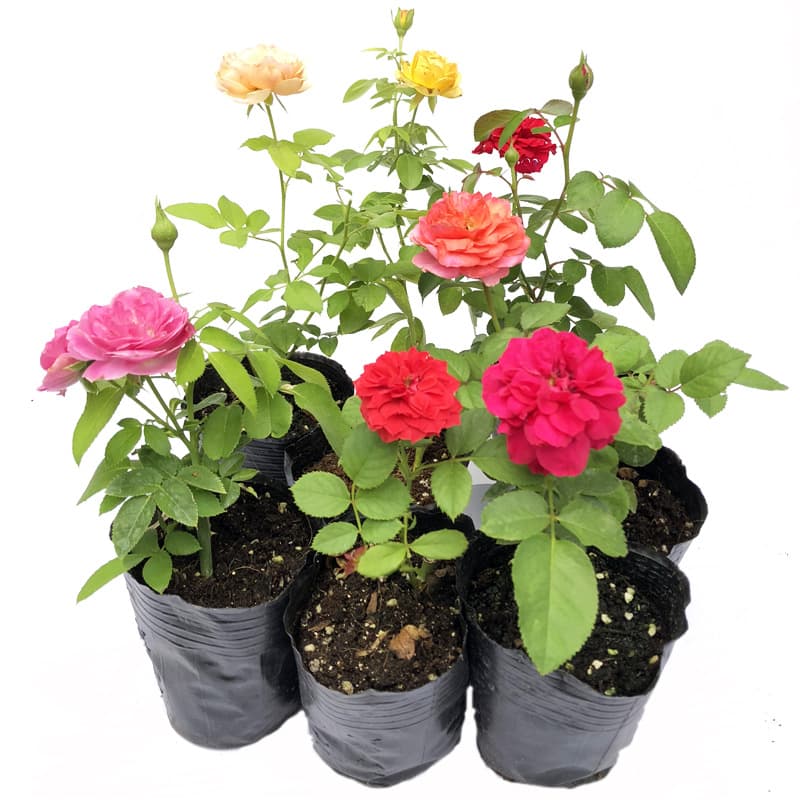 Four-Season Garden Potted Rose Seedlings, Climbing Rose Seedlings, European Large-Flowered Climbing Roses with Flower Buds