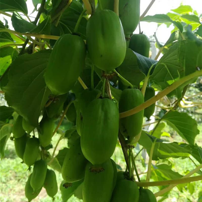 For sale: hardy kiwifruit seedlings, Longcheng No. 2 kiwifruit seedlings.
