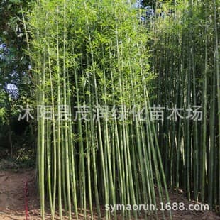 Greening Plants Bamboo Seedlings, Green Bamboo, Rigid Bamboo, Courtyard Bamboo, Gold-Inlaid-Jade Bamboo, Black Bamboo, Arhat Bamboo, Spotted Bamboo Seedlings