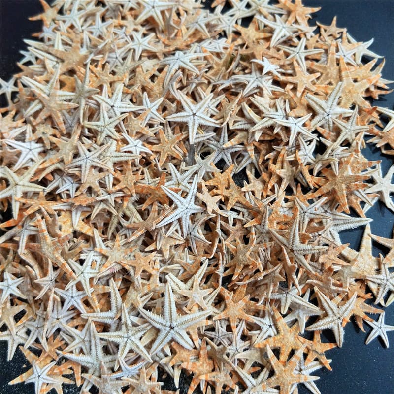 Factory Direct Natural Starfish Conch Shells Flat Star Bread Star 1-11cm Frame Candle Micro Landscape