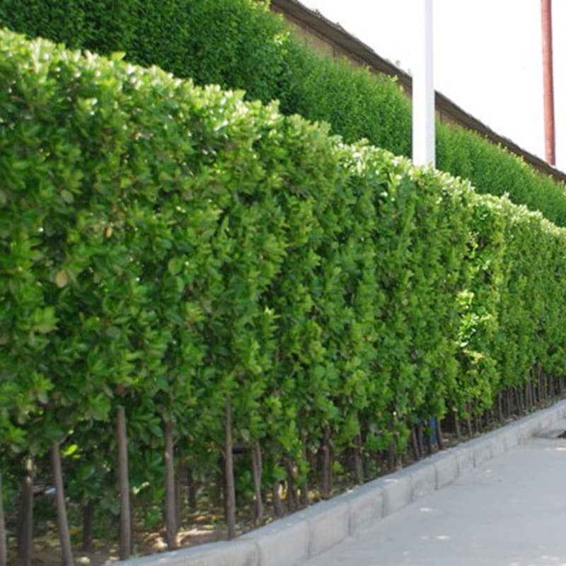 Clustered Holly Saplings, Large-Leaf Boxwood Saplings for Courtyard Hedges, Fence Plants, Hokkaido Saplings, and Holly Tree Saplings