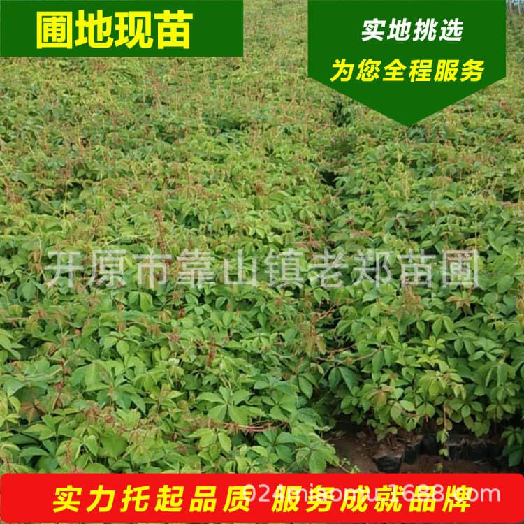 Five-Leaf Brocade Seedlings, Three-Leaf Brocade Red Wall-Climbing Tiger Seedlings, Potted Vines, Climbing Florals, Easy-to-Grow Climbing Vines