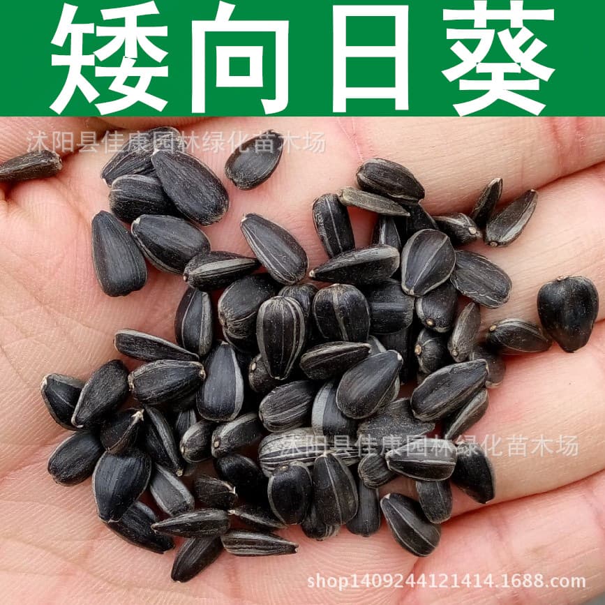Flower Seeds - Oil Sunflower Seeds - Dwarf Sunflower - Sunflower - Ornamental Flower - Oil Sunflower Seeds 1 Piece = 1 Jin