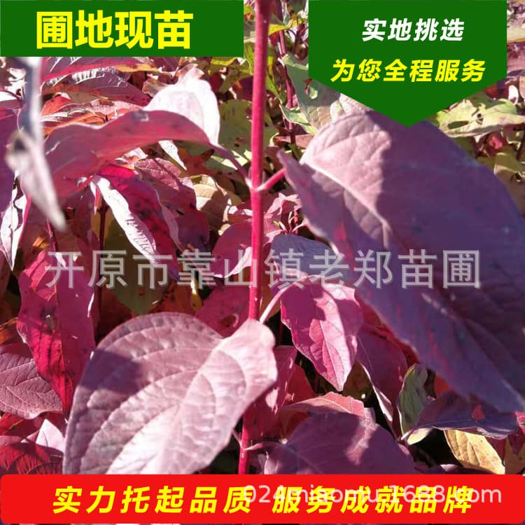 Ready Red Twig Dogwood Seedlings - Cold-resistant for Northeast China, ideal for nursery establishment, Layered Dogwood engineering seedlings in nutrient cups.