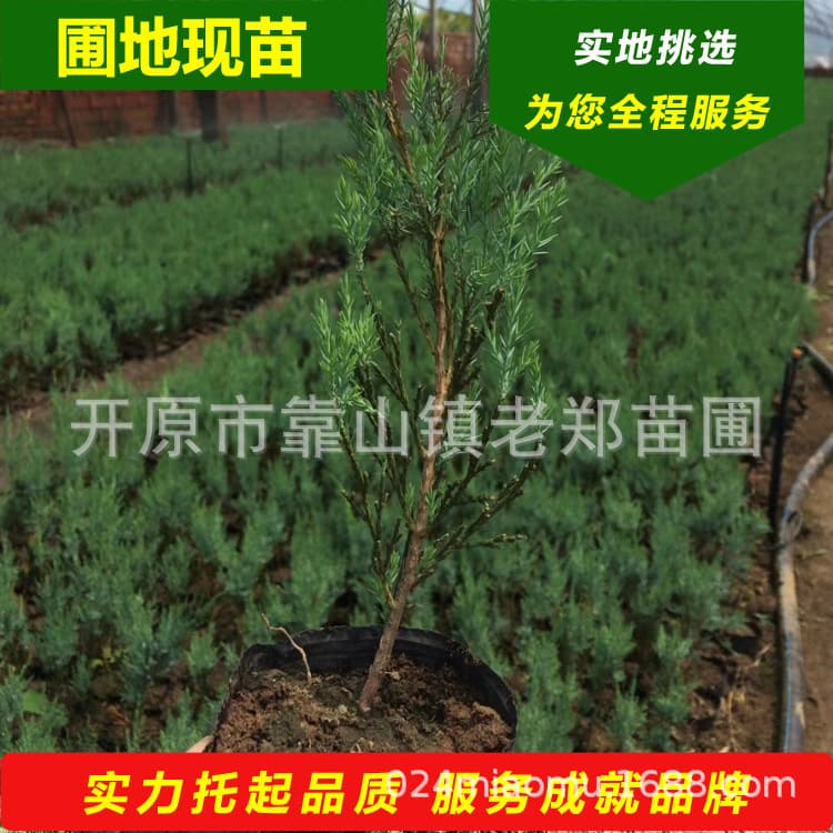 Year-Round Wholesale: Juniper Seedlings, Tower Juniper Greening Cuttings - Northeast Dandong Juniper Base, bulk discounts available.