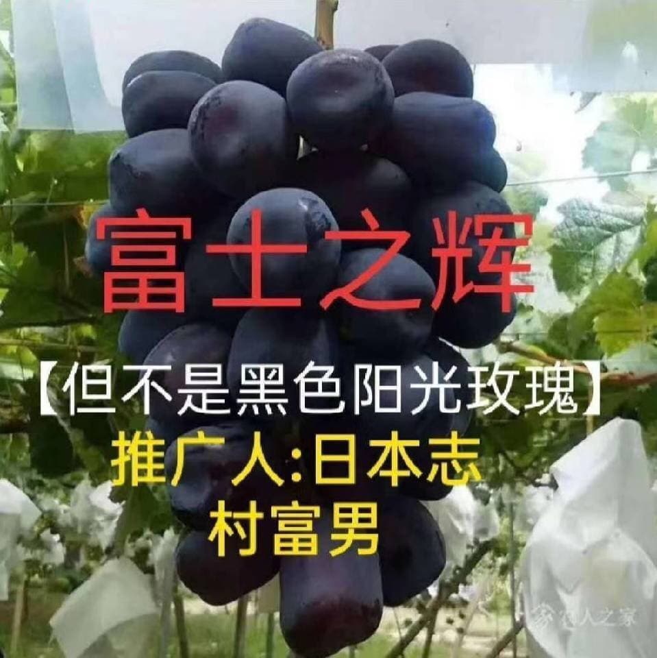 Japanese Seedless Grape: Fuji Radiance Grafted Grapevine - Shandong Grape Nursery, Black Sunlight Rose variety.