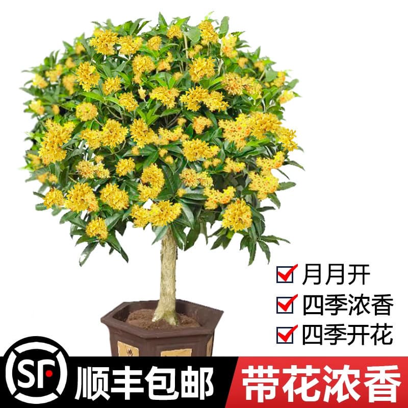Osmanthus Tree Sapling Large Potted Plant Four-Season Osmanthus Flower for Balcony Courtyard Indoor Blooming Golden Osmanthus Rich Fragrance Old Stump Green Plant