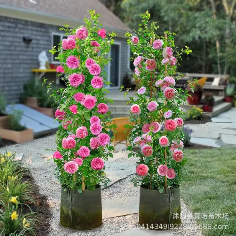 Nursery Direct Pink Leonardo da Vinci Climbing Rose, Multi-flowering Vine, Pink Rose Variety