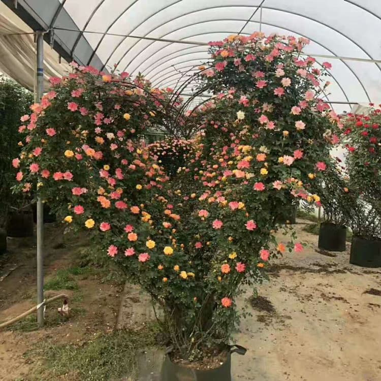 Base Sales Climbing Rose Shaped Potted Plants Rose Flower Balls Flower Pillars Vases Climbing Multi-Flower Roses Courtyard Villa