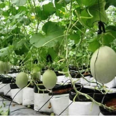 White Outer Black Inner Grow Bags - Agricultural Greenhouse Soilless Cultivation Seedling and Growth Bags for Fruits and Vegetables with Substrate