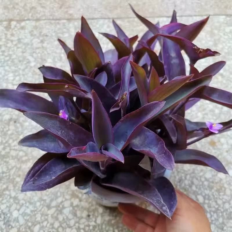Indoor and Outdoor Flowering Green Plants Potted Purple Spider Plant Purple Bamboo Plum Violet Light-Loving Easy-to-Grow Plant Duckweed