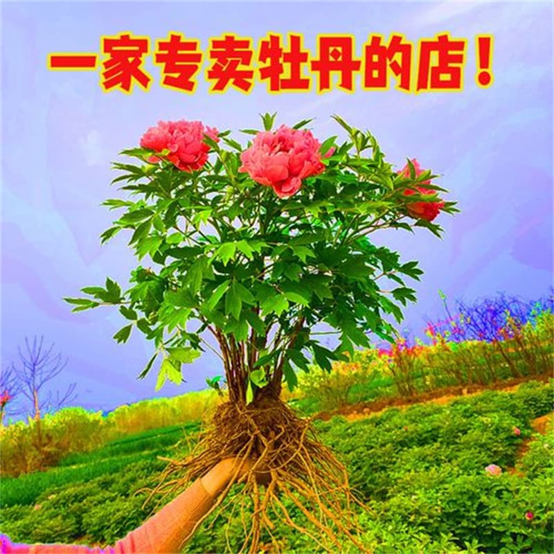 Peony Tree Seedling Potted Large Seedling Authentic Luoyang with Flower Buds Four Seasons Double Petal Flower Seedling Luoyang Red