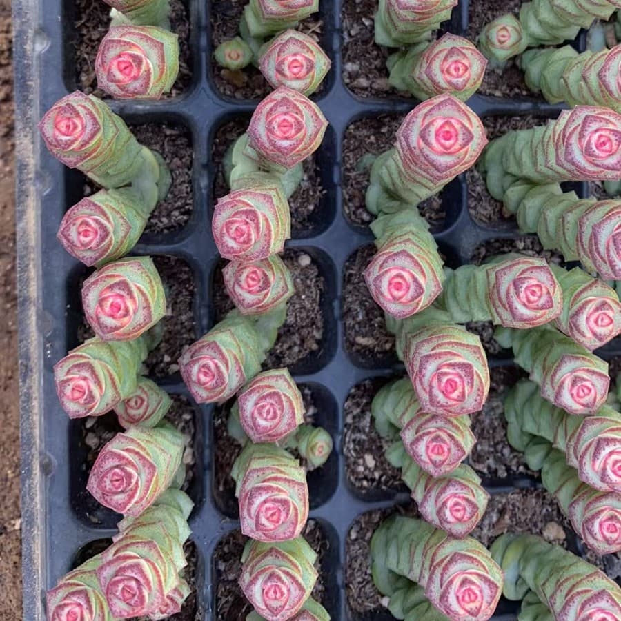 String of Pearls (Ceropegia woodii) - Single/double head mixed growth, approximately 3cm, plug seedlings, succulent plant, direct from nursery, large quantities available.