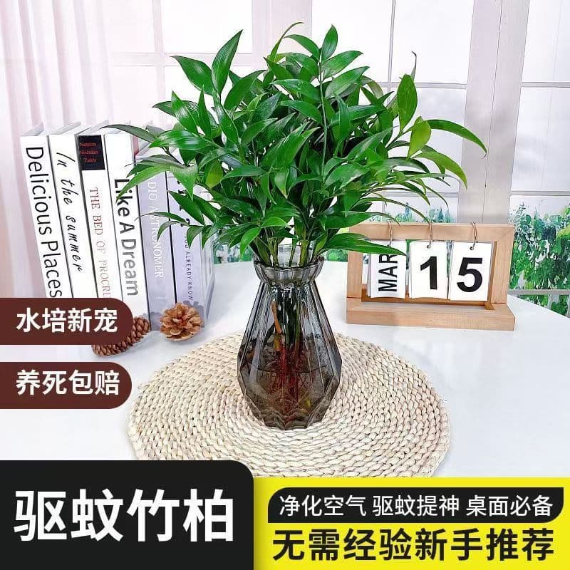 Bamboo Hydroponic Easy to Grow Podocarpus Hydroponic Flower Mosquito Repellent Living Room Bamboo Plant Indoor Greenery Four Seasons Water Cultivation Potted Mosquito Repellent