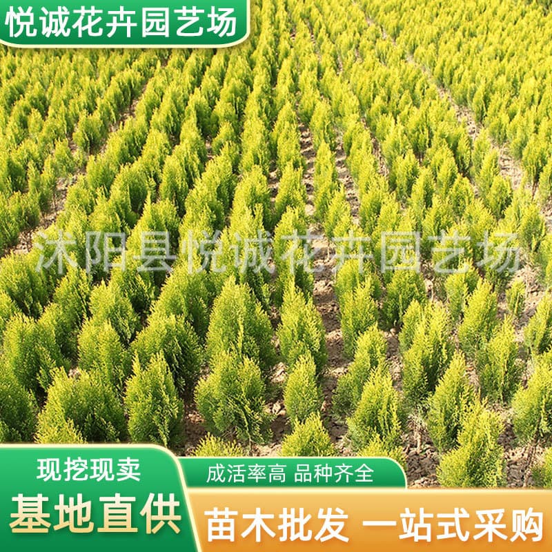Golden cypress seedlings for road engineering, evergreen shrubs, golden arborvitae plant shapes, potted golden cypress.