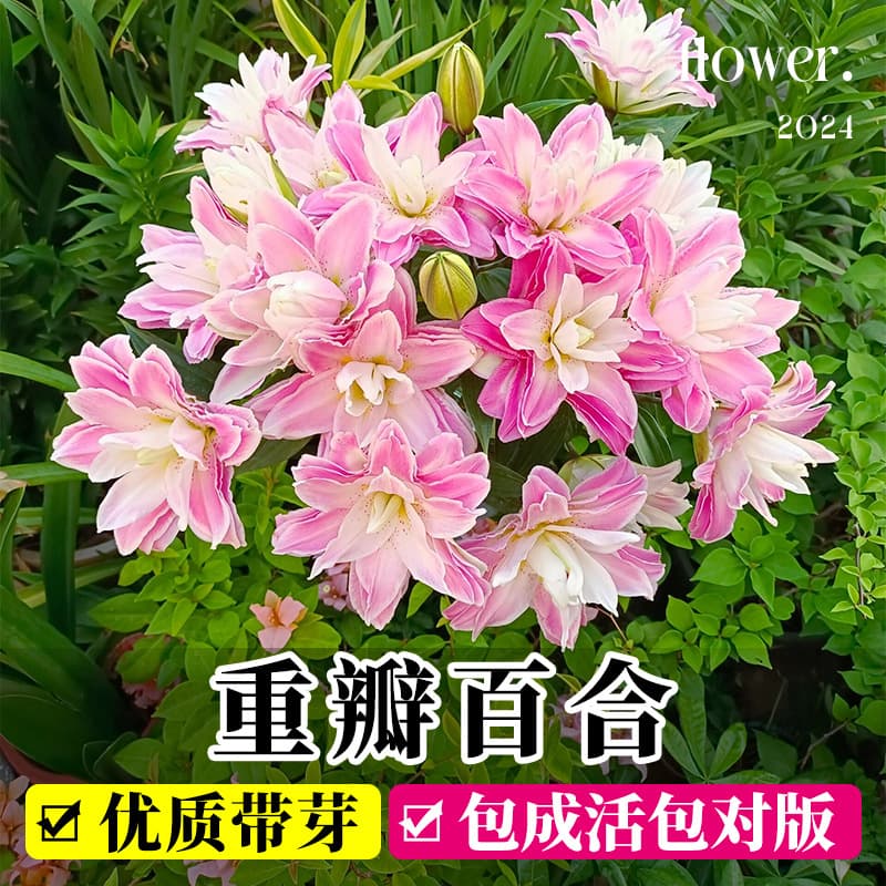Double Petal Lily Bulbs Fragrant Flower Plant Potted Seedlings Four Seasons Blooming Green Plant Indoor with Buds Tulip