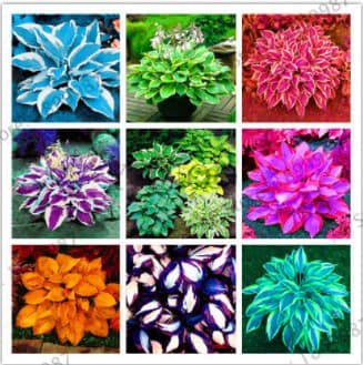 [Cross-Border Supply] Colored Leaf Jade Hairpin Flower Seeds, Jade Flower Seeds, Potted Flower Seeds, White Crane Flower Jade Bubble Flower Seeds