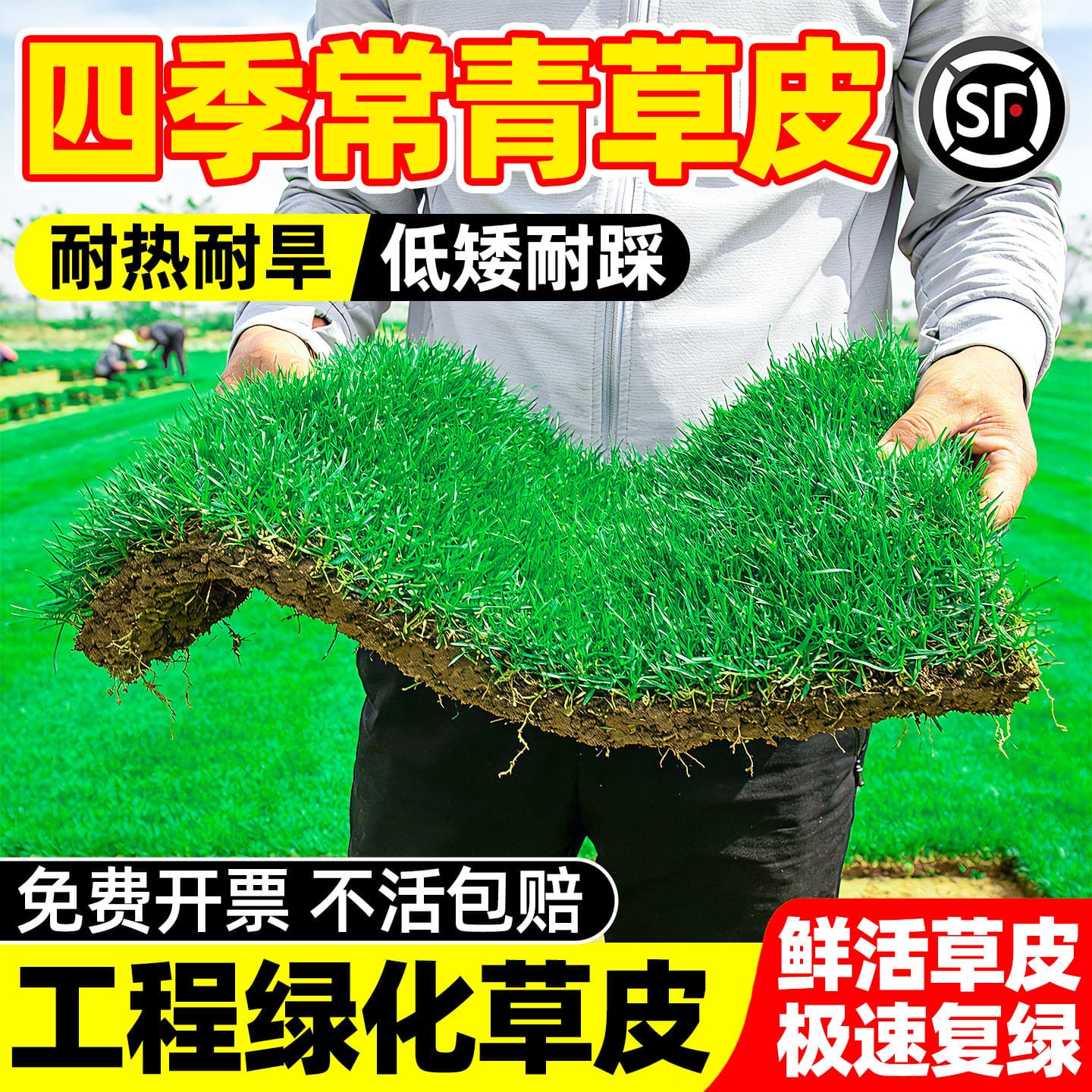 Sod real turf with soil for slope protection, garden greening, four-season green, golf green grass, Taiwan grass, Manila grass with soil