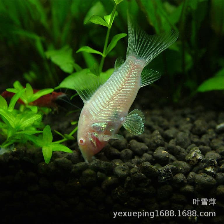 White Corydoras live low-lying cleaner fish, tropical ornamental fish, utility fish, freshwater planted aquarium fish, wholesale from fish farms.
