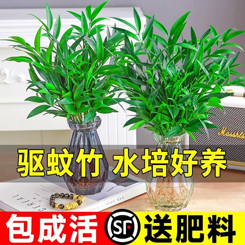 Large hydroponic Podocarpus macrophyllus, indoor water-cultivated green plant, office desktop mosquito-repelling plant, easy to maintain.