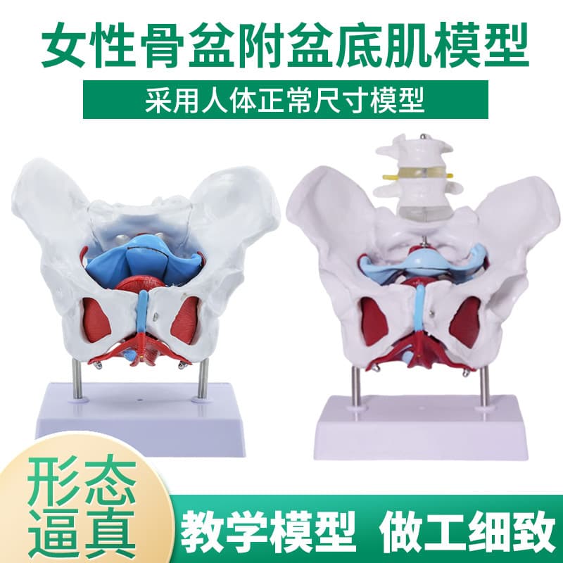 Female Pelvis Model with Pelvic Floor Muscles, Uterus Perineum Anatomy, Nerve and Vascular Structures for Obstetrics and Gynecology Display