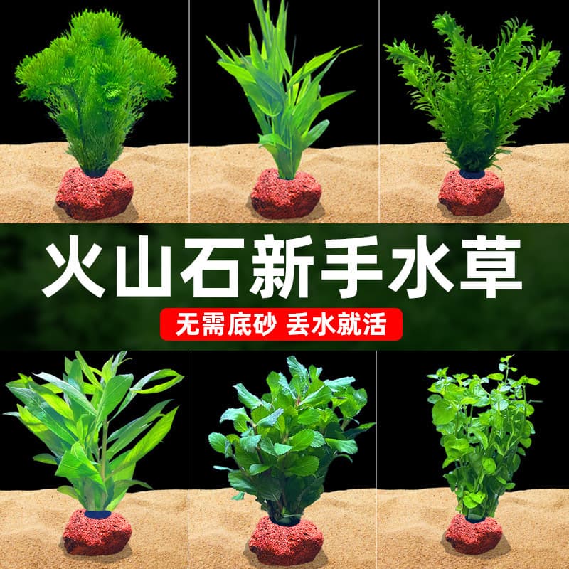 Volcanic Rock Aquatic Plants for Aquascaping, Water Cultivation, Fish Tank Decor, Water Wisteria, Green Cabomba, Low Light Plants, Real Plants Wholesale