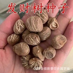Money Tree Seeds, Four-Season Indoor Greenery Potted Plant Seeds, Lucky Tree Pachira Aquatica Seeds, Easy to Plant