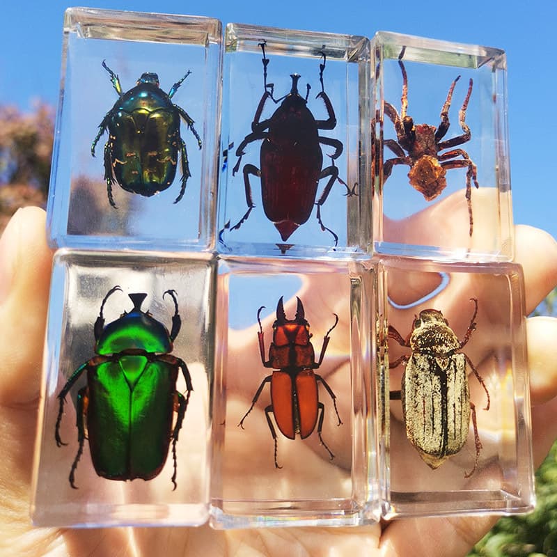 Factory Supply Resin Real Insect Specimens Transparent Resin Ornaments Spider Scorpion Scarab Locust Amber Beetle