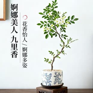 Graceful Beauty Shaped Murraya Potted Plant, Office Indoor Flower Green Plant Bonsai, Four-Season Plant Easy to Care for, Old Stump