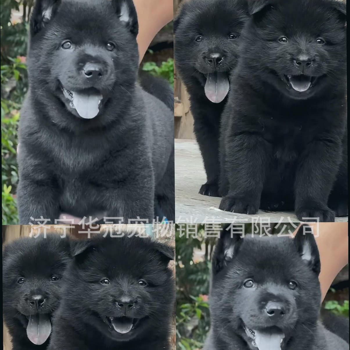 Purebred five-black Chinese pastoral dog, native hound, live puppy, medium-sized dog, guard dog, pet dog, puppy, live animal dog