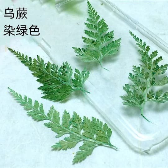 Natural Pressed Fern Greeting Cards, Bookmarks, Dried Flowers, Resin Phone Case Materials, DIY Scented Candle Flower Supplies