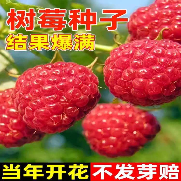 Raspberry seeds wild strawberry raspberry black raspberry seeds four seasons planting courtyard balcony wild fruit raspberry seeds
