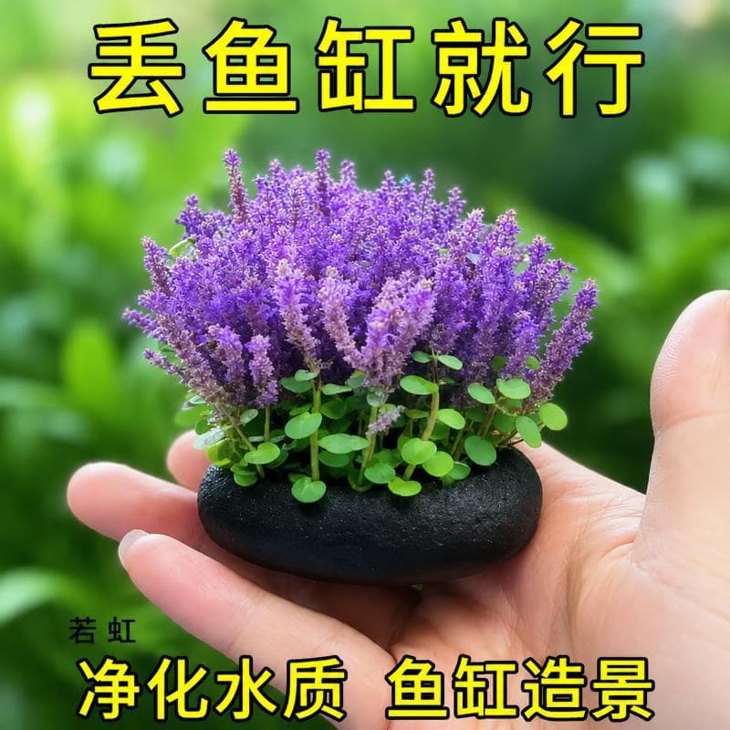 Lavender Clump Grass Small Round Leaf Aquatic Plant Freshwater Aquarium Landscape Purify Water Bloom Beginner Friendly