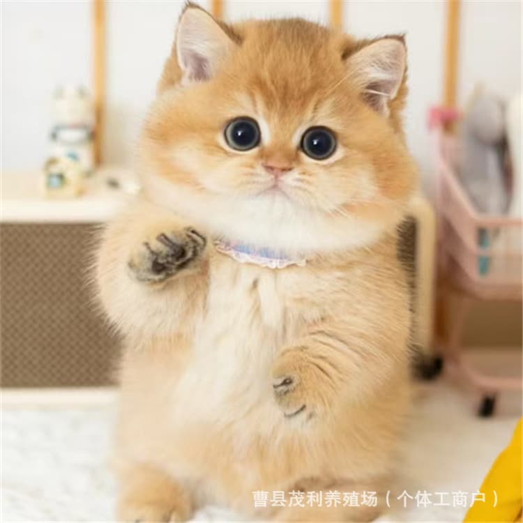 Purebred Pet Cat Munchkin Cat Live Golden Shaded Kitten Live Ragdoll Kitten Live Cat Silver Shaded Cat Cat