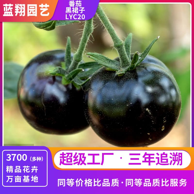 Black Skirt Potted Tomato Seeds Super Sweet Cherry Dwarf Tomato Seeds Spring Autumn Four Seasons Tomato Seeds