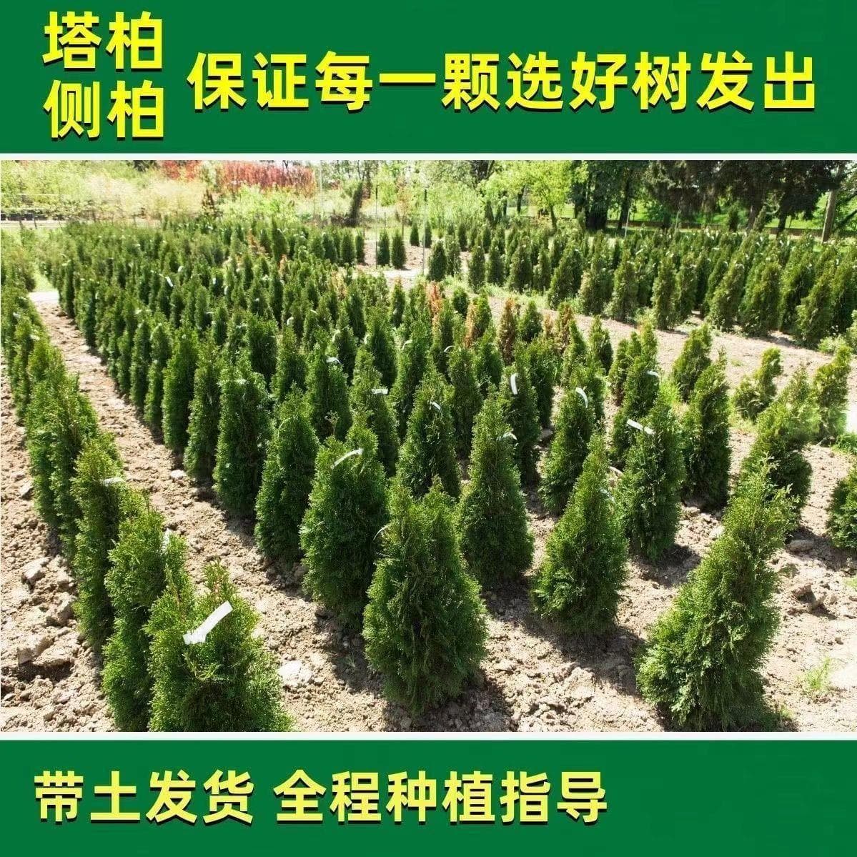 Tower cypress saplings, pine saplings, arborvitae saplings, Shu juniper saplings, cold-resistant juniper cypress, authentic cypress trees, conifer saplings, cemetery plants