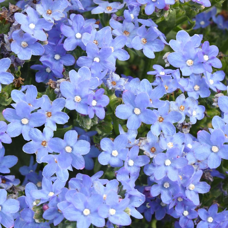 South African Borage Flower Seeds for Potted Plants, Landscape Engineering, Greening, Ornamental Flowers, Wholesale