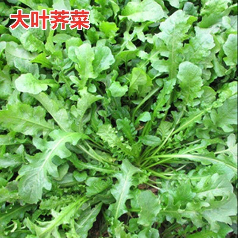 Shepherd's Purse Seeds Large Leaf Four Seasons Fragrant Spring Vegetable Seeds Shepherd's Purse Seeds Collection