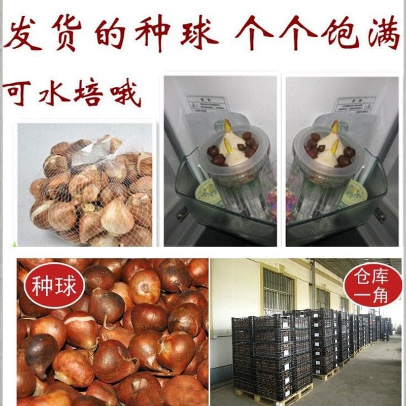 Imported Tulip Bulbs with Buds 5-Degree Balls Hydroponic Soil Flower Indoor Potted Plants Flowering Seeds Cold-Resistant