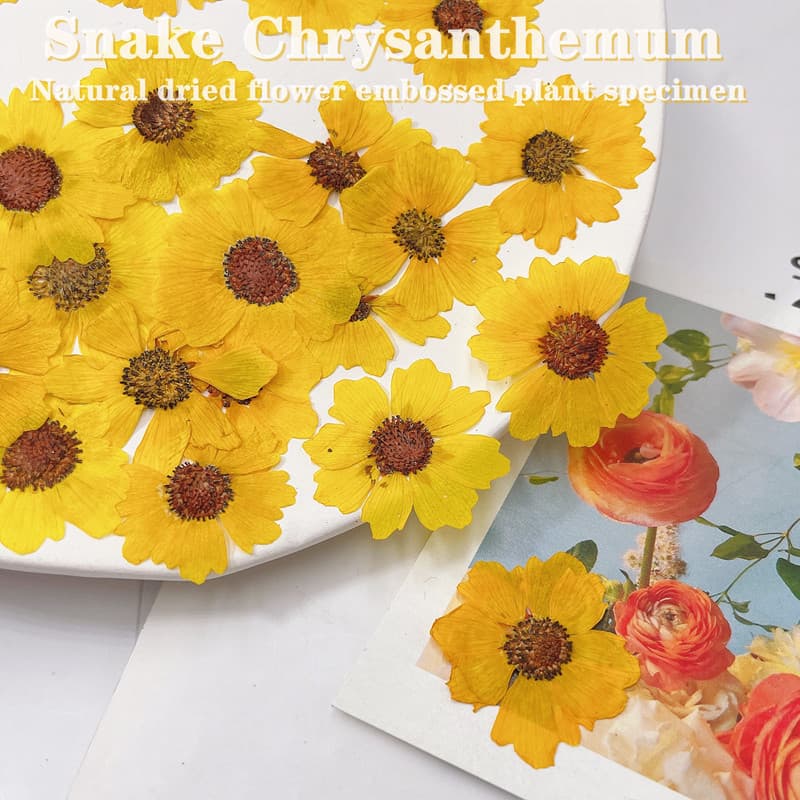 Dried Snake-Eye Daisy Pressed Flower Plant Specimen DIY Handmade Photo Frame Bookmark Scented Candle Resin Phone Case