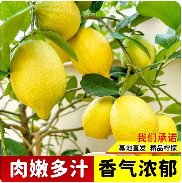 Lemon Tree Seedling Fragrant Lemon Potted Edible Indoor Courtyard Planting Year-Round Fruiting Seedless Green Lemon Large Seedling
