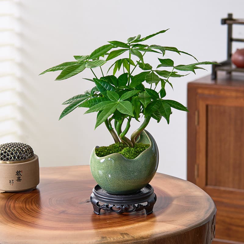 Factory Direct Lucky Money Tree Potted Plant Office Greenery Zen Wealth Bonsai Desktop Easy Care Four Seasons Flowers