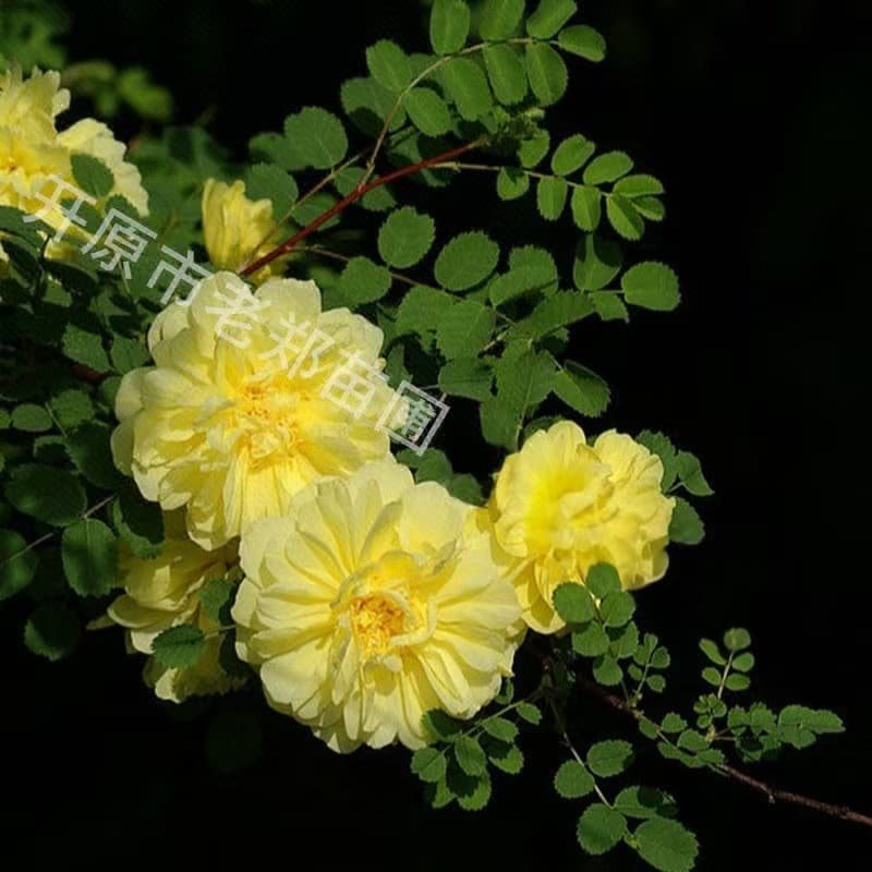 Northeast Liaoning Supply: Yellow Prickly Rose with 3-8 branches, cold-hardy hedge plants, cuttings, and cluster-type Yellow Prickly Rose.